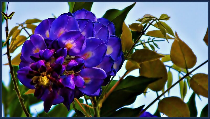 Purple Wisteria Flower — Serene, Afternoon