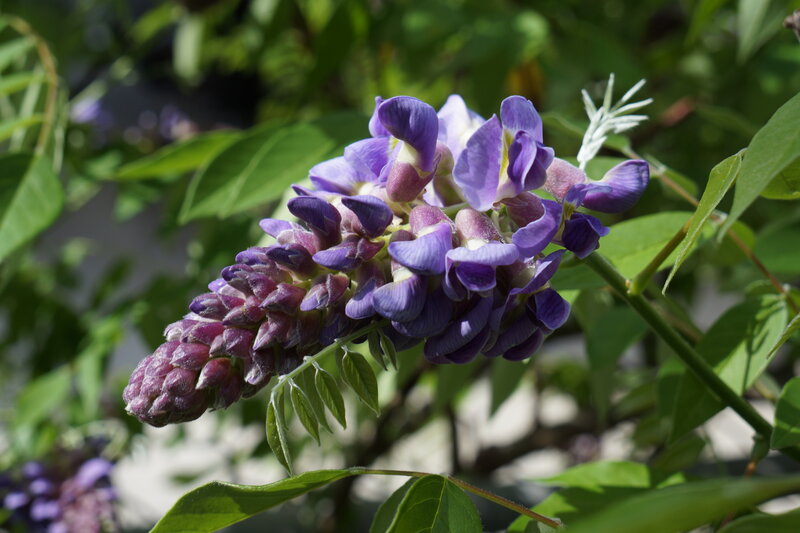 Purple Wisteria Flower — Serene, Spring