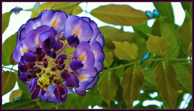 Purple Wisteria Flower — Serene