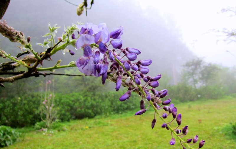 Purple Wisteria Flower