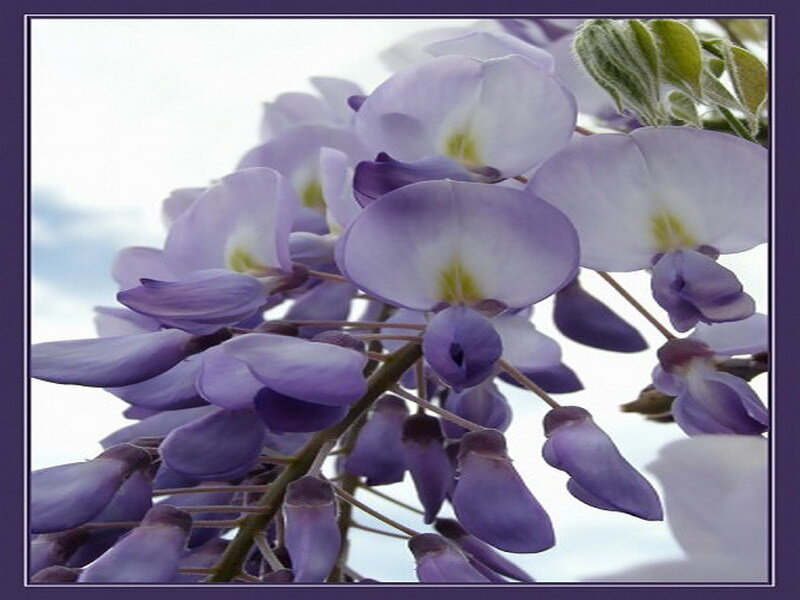 purple wisteria flowers