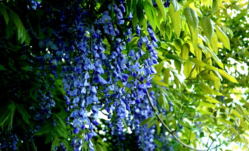 Purple Wisteria Flowers — Blue, Serene
