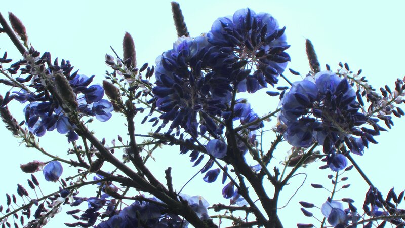 Purple Wisteria Flowers — Blue