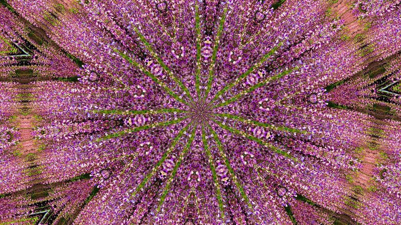 Purple Wisteria Flowers — Calm, Spring, Abstract