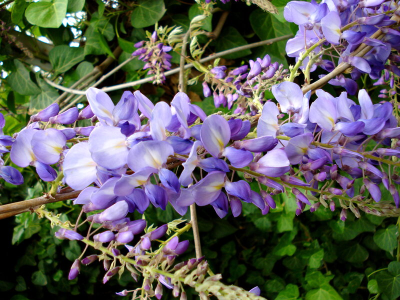 Purple Wisteria Flowers — Calm, Spring, Photograph, Leaves, Branches