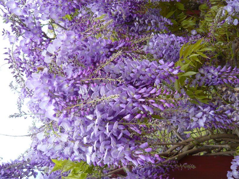 Purple Wisteria Flowers — Calm, Spring, Photograph, Leaves