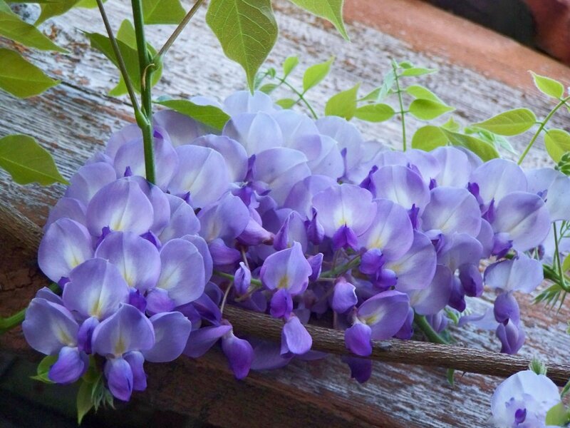 Purple Wisteria Flowers — Calm, Spring, Photograph, Leaves, Wooden Surface