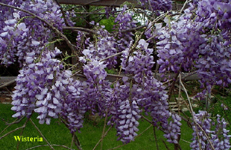 Purple Wisteria Flowers — Calm, Spring, Photograph