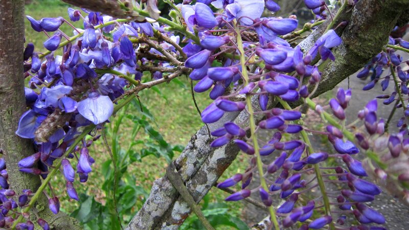 Purple Wisteria Flowers — Calm, Spring, Photograph, Tree Branches