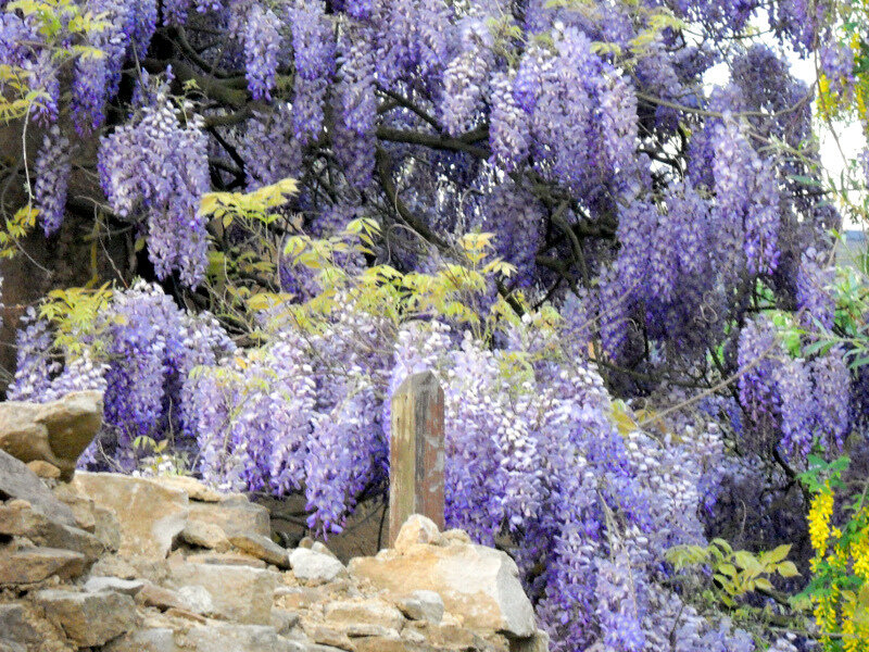 Purple Wisteria Flowers — Calm, Spring