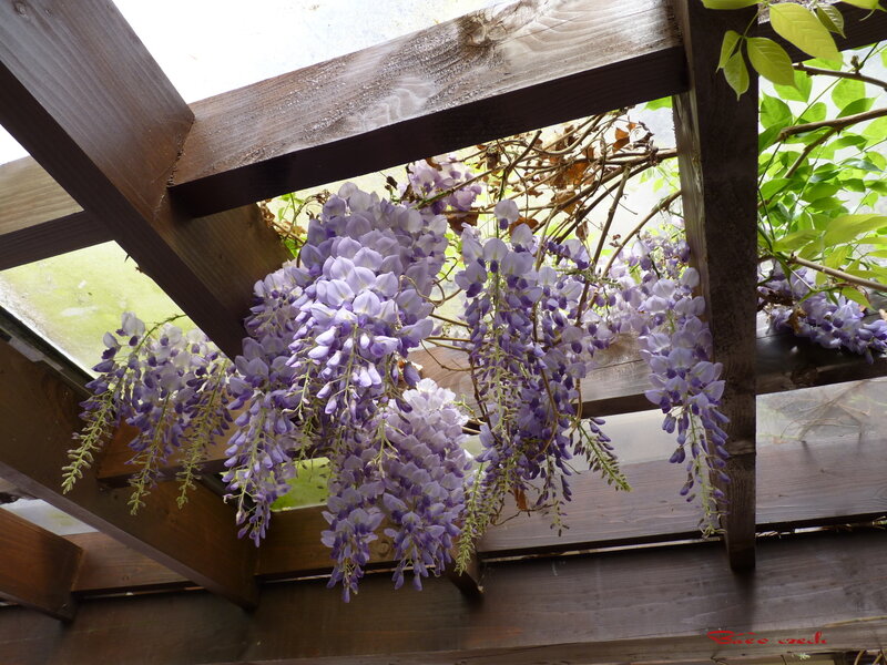 Purple Wisteria Flowers — Calm