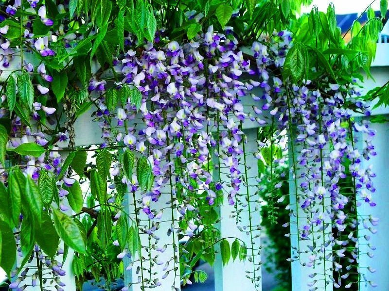 purple wisteria flowers hanging