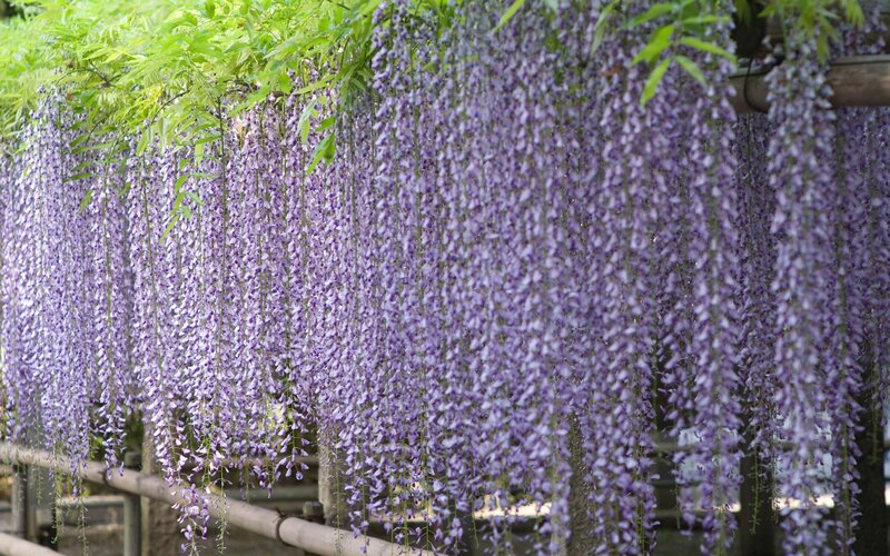 Purple wisteria flowers hanging