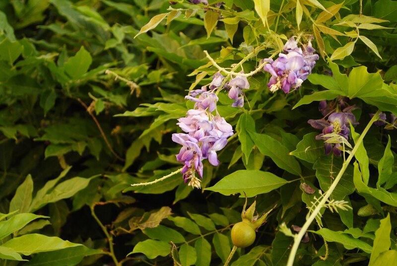 purple wisteria flowers in bloom