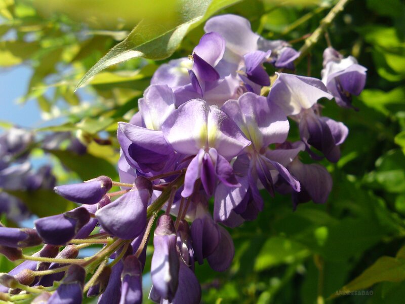 Purple wisteria flowers in bloom