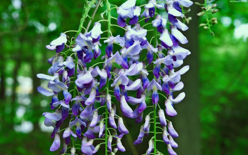 Purple wisteria flowers in bloom