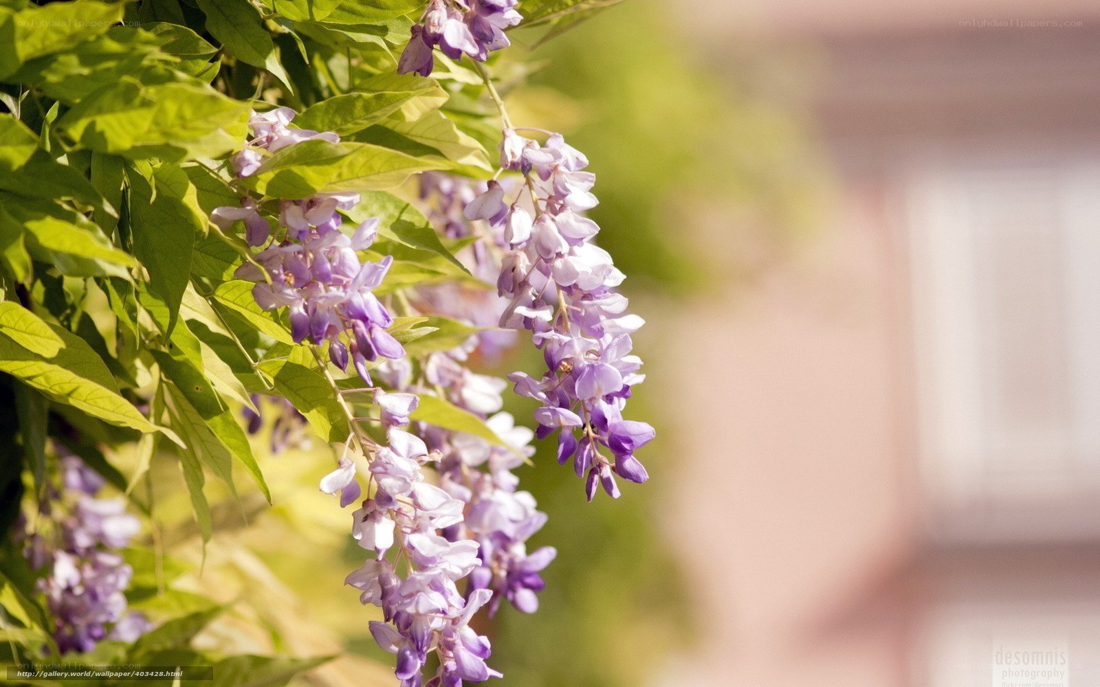 Purple wisteria flowers in bloom