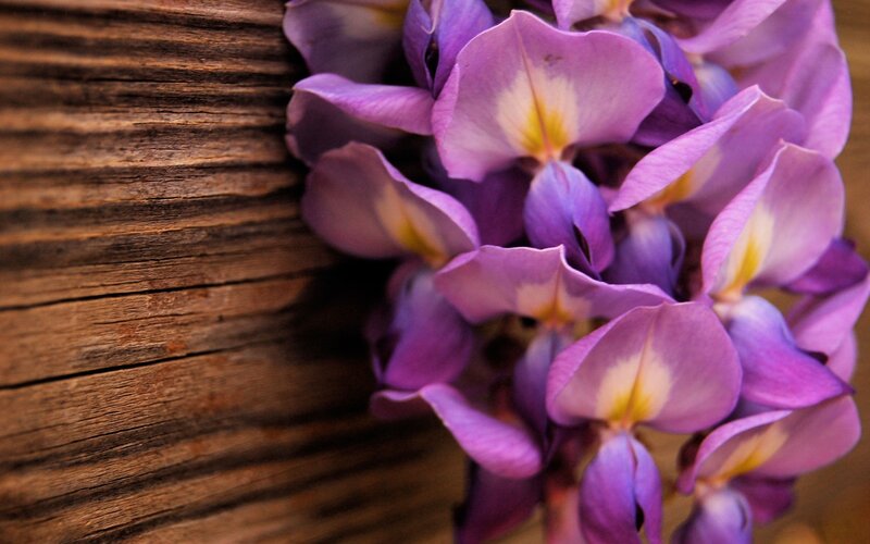 purple wisteria flowers on wood