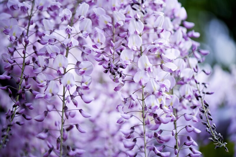 Purple Wisteria Flowers — Serene, Spring, Photograph, Bloom, Greenery