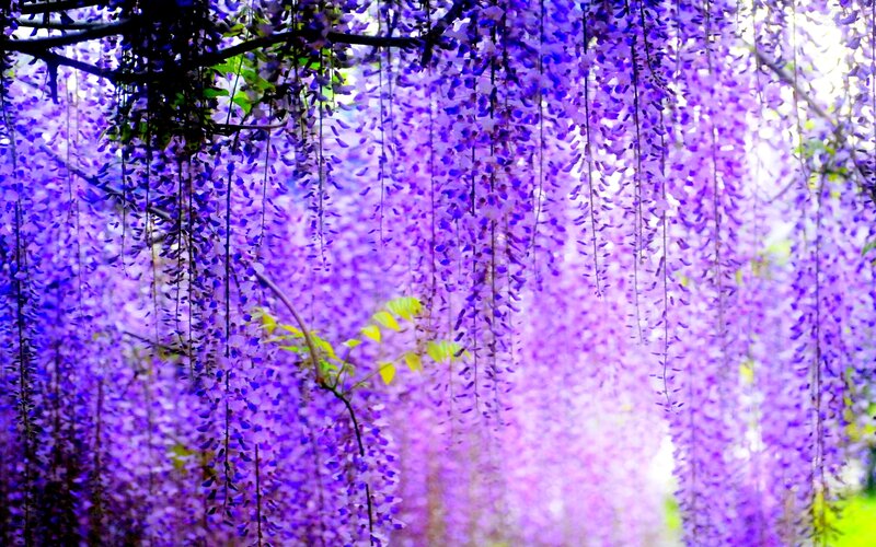 Purple Wisteria Flowers — Serene, Spring, Photograph, Branches, Leaves