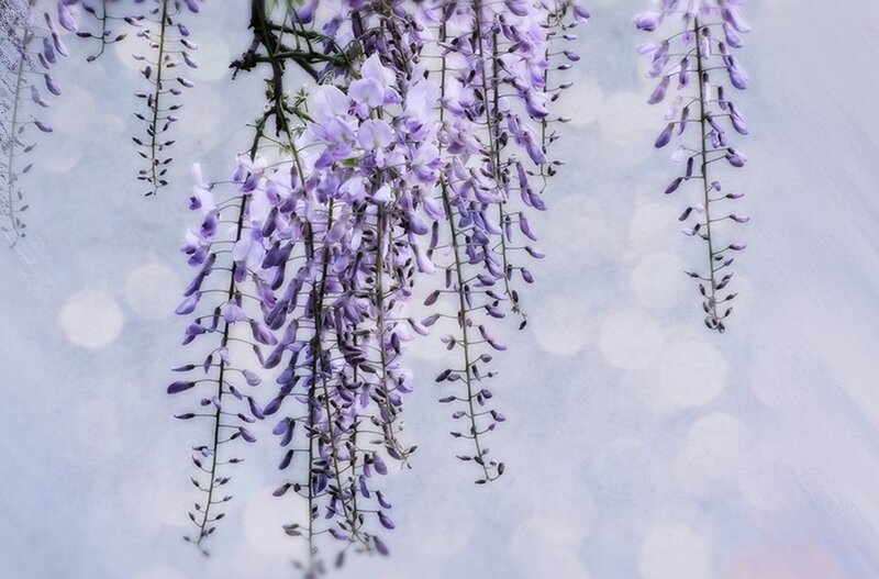 Purple Wisteria Flowers — Serene, Spring, Photograph, Branches, Sky