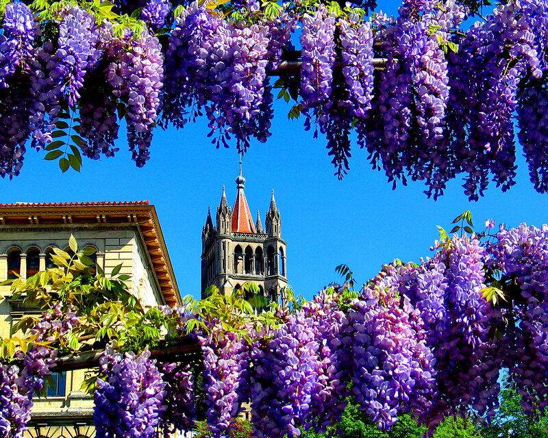 Purple Wisteria Flowers — Serene, Spring, Photograph, Building
