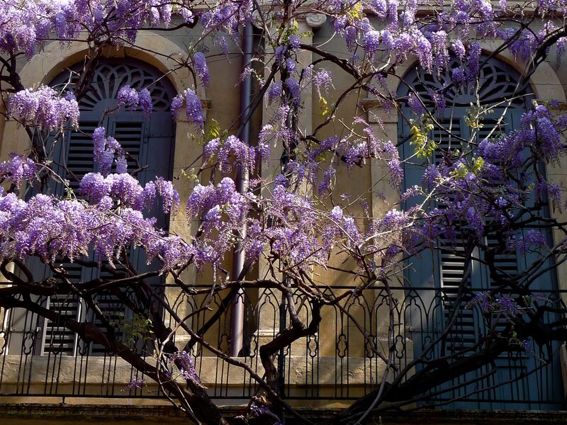 Purple Wisteria Flowers — Serene, Spring, Photograph, Building, Windows