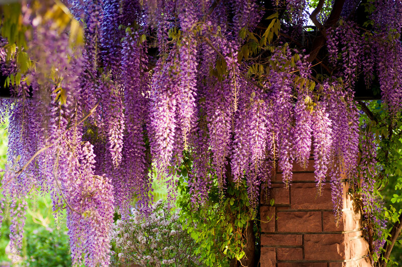 Purple Wisteria Flowers — Serene, Spring, Photograph, Green Leaves