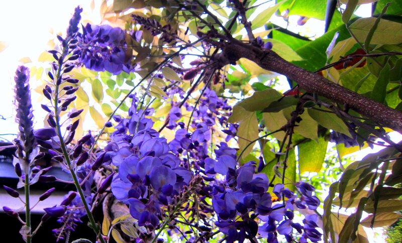 Purple Wisteria Flowers — Serene, Spring, Photograph, Leaves, Branches