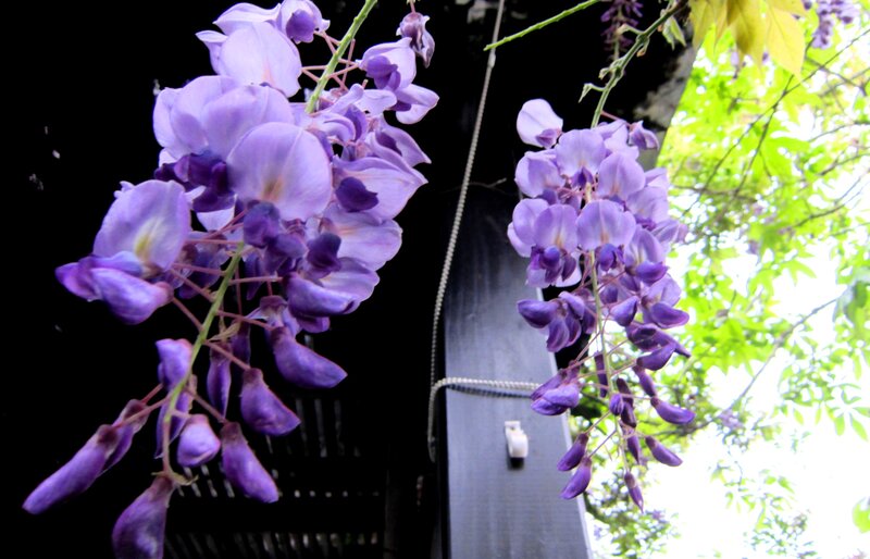 Purple Wisteria Flowers — Serene, Spring, Photograph, Leaves