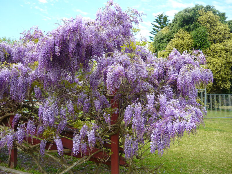 Purple Wisteria Flowers — Serene, Spring, Photograph, Tree, Fence