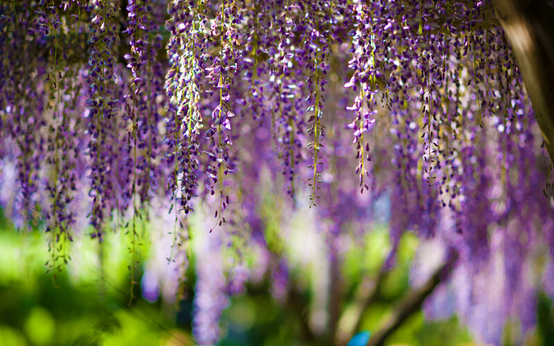 Purple Wisteria Flowers — Serene, Spring, Photograph, Tree