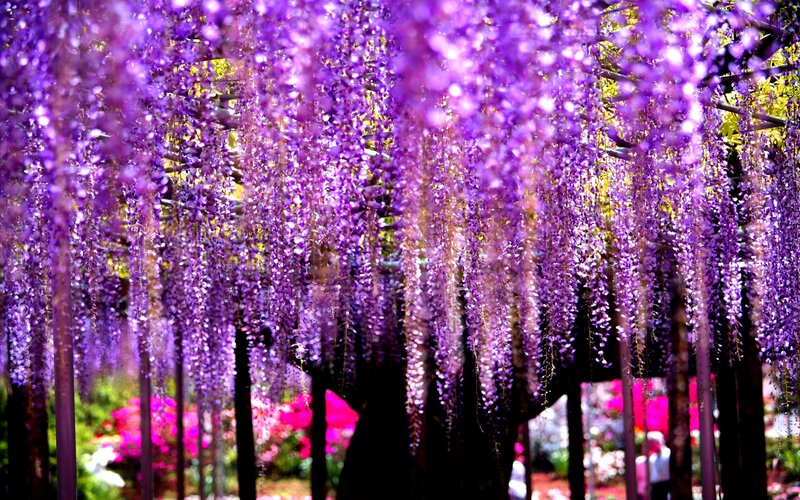 Purple Wisteria Flowers — Serene, Spring, Photograph, Trees, People
