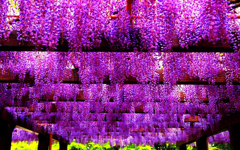 Purple Wisteria Flowers — Serene, Spring, Photograph, Wooden Structure