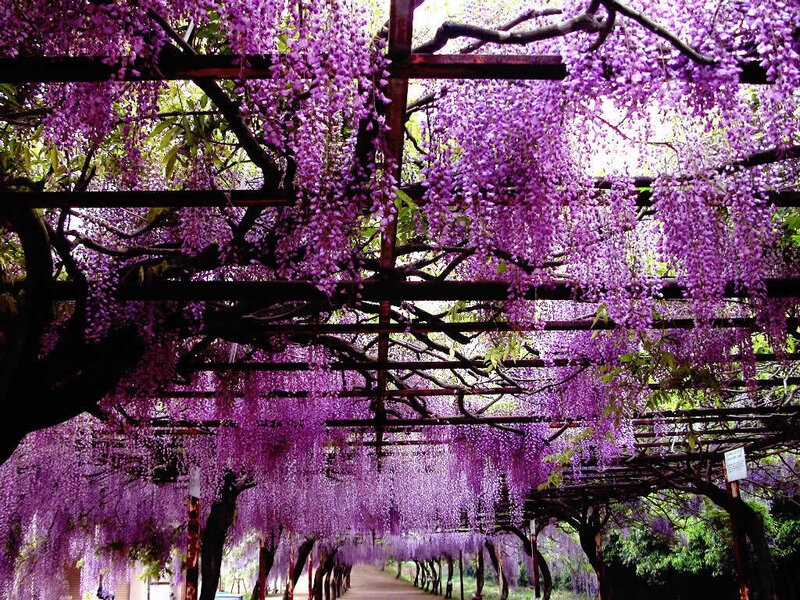 Purple Wisteria Flowers — Serene, Spring