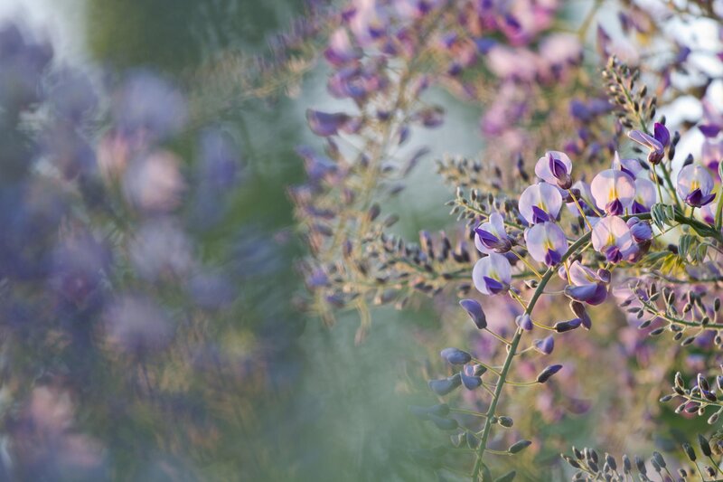 Purple Wisteria Flowers — Serene, Sunset, Photograph