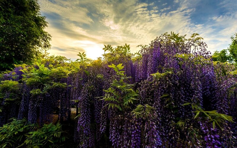 Purple Wisteria Flowers — Serene, Sunset
