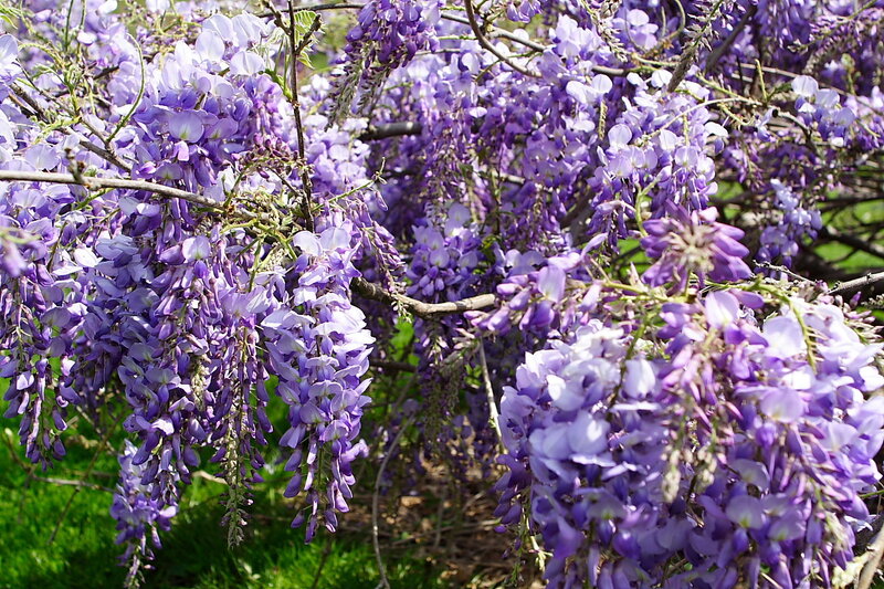Purple Wisteria Flowers — Serene