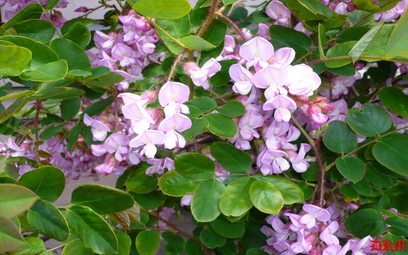 purple wisteria flowers