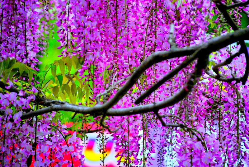 Purple Wisteria Flowers — Vibrant, Spring