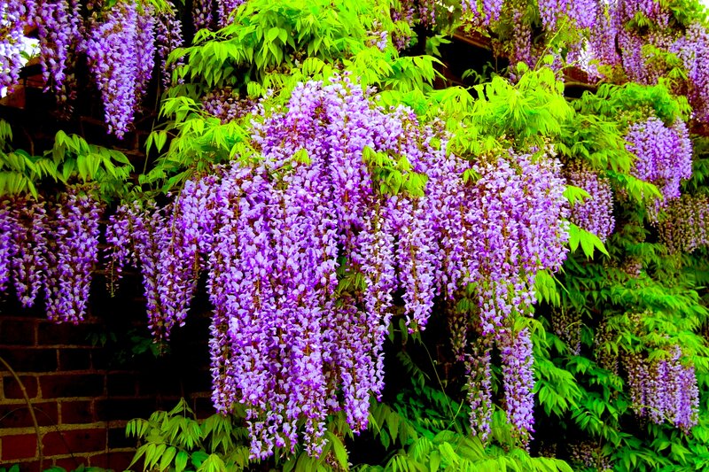 Purple Wisteria Flowers — Vibrant