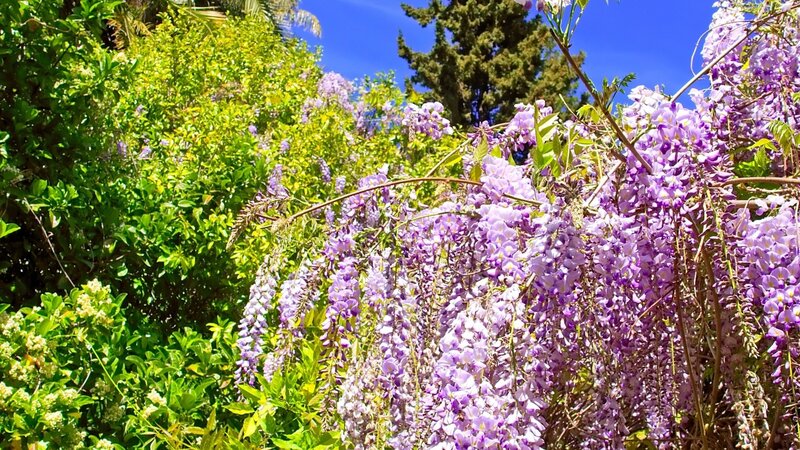 Purple wisteria in a sunny garden