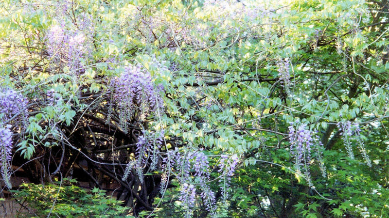 purple wisteria in bloom