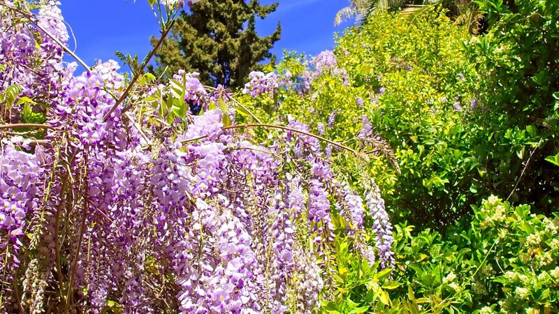 Purple wisteria in bloom