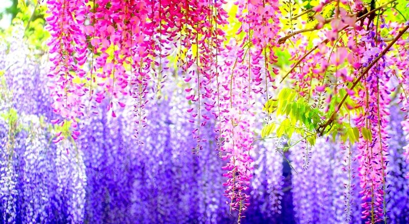Purple wisteria in full bloom