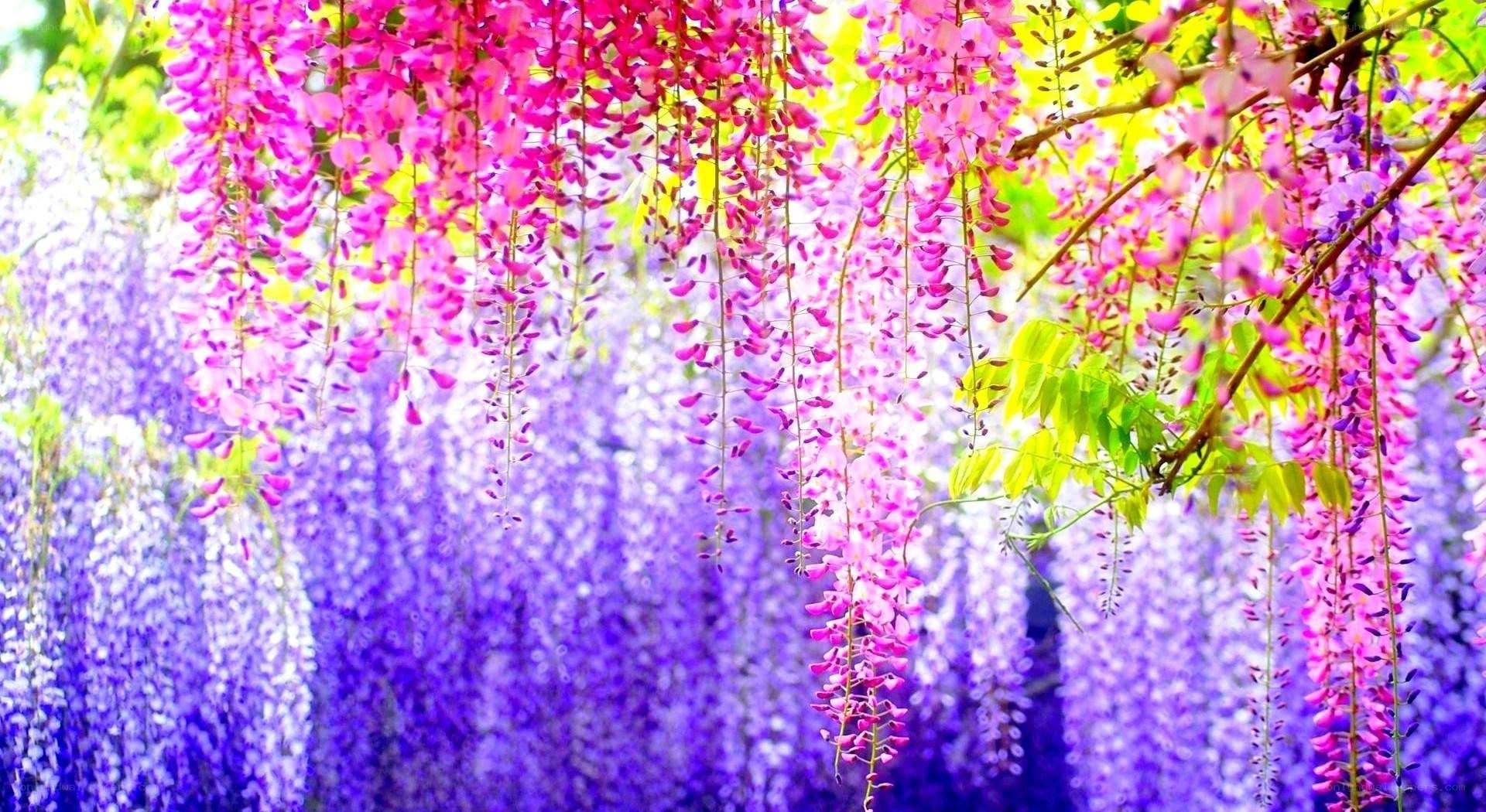 Purple wisteria in full bloom
