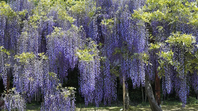 Purple wisteria in full bloom