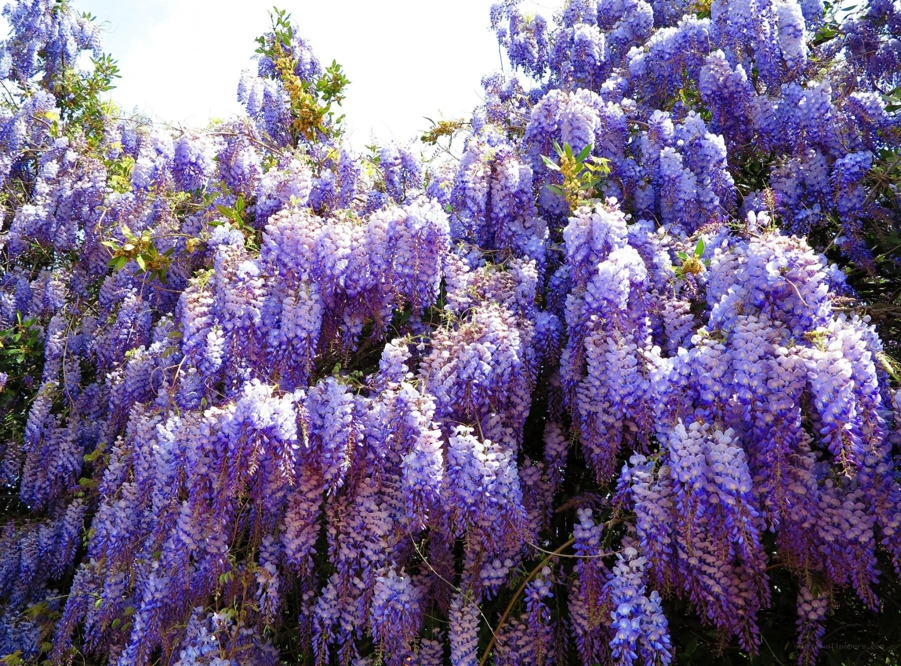 Purple wisteria in full bloom