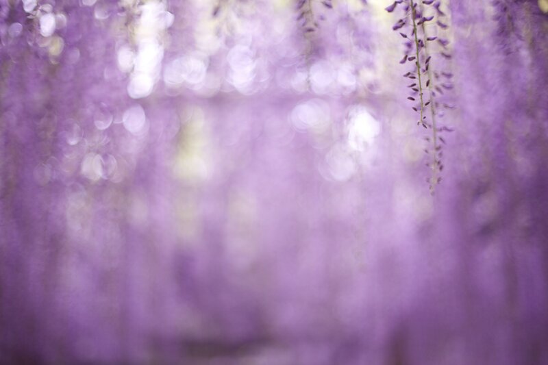 Purple wisteria in soft focus