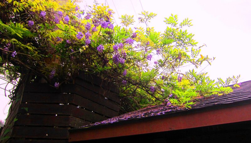 Purple Wisteria on Roof